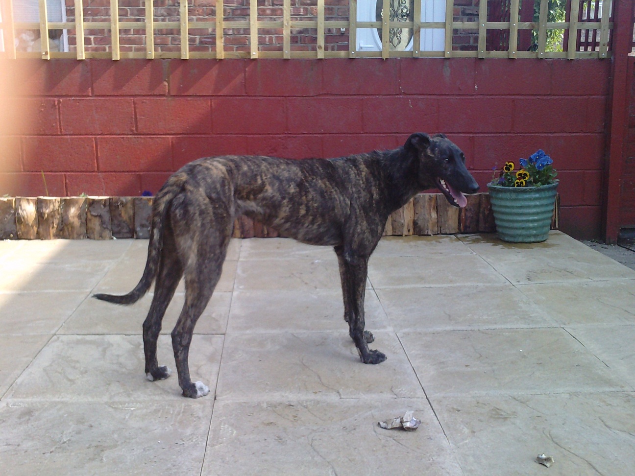 Deerhound x bull store greyhound